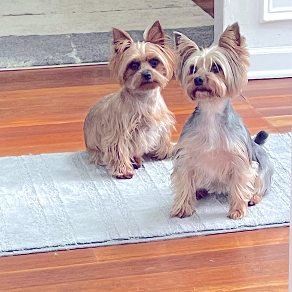 Meet your Posher, Tesha - Picture 2 of 2